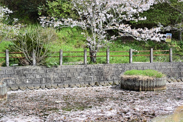 七尾公園桜花筏（3月30日）